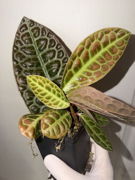 Labisia sp turtle back, terrarium, vivarium, paludarium, drzewolazy