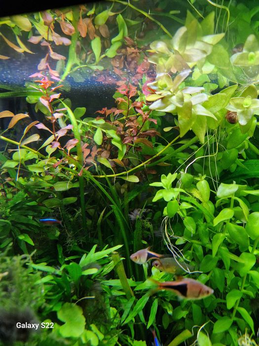 Vendo plantas de muda