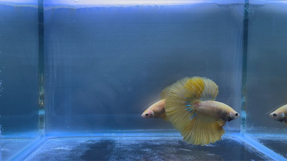Casal Betta Yellow Solid Halfmoon
