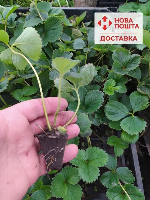 Розсада полуниці/ саджанці/полуниця касета