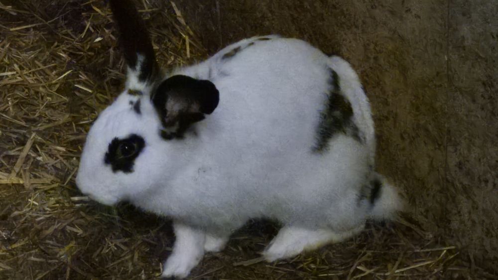 Vendo coelho macho