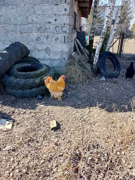 Sprzedam Koguta kochin