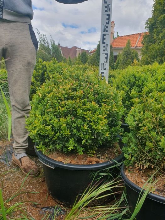 Самшит буксус  20 см п9 2года