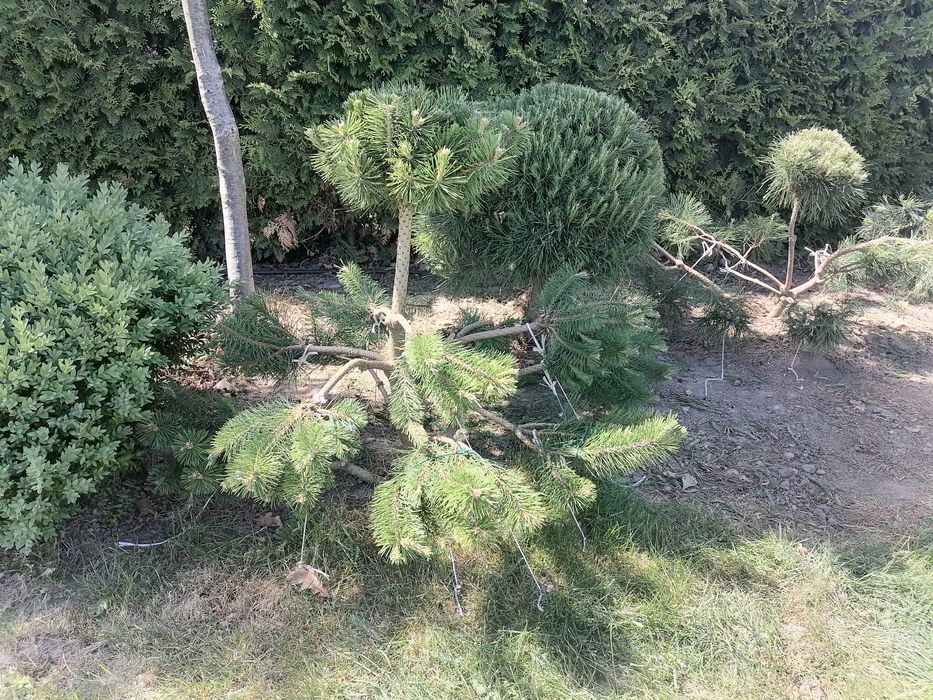 Krzewy - Bonsai.