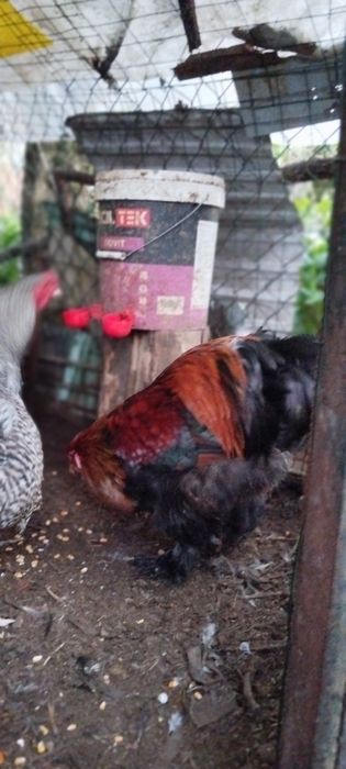 Brahmas perdiz entre outros