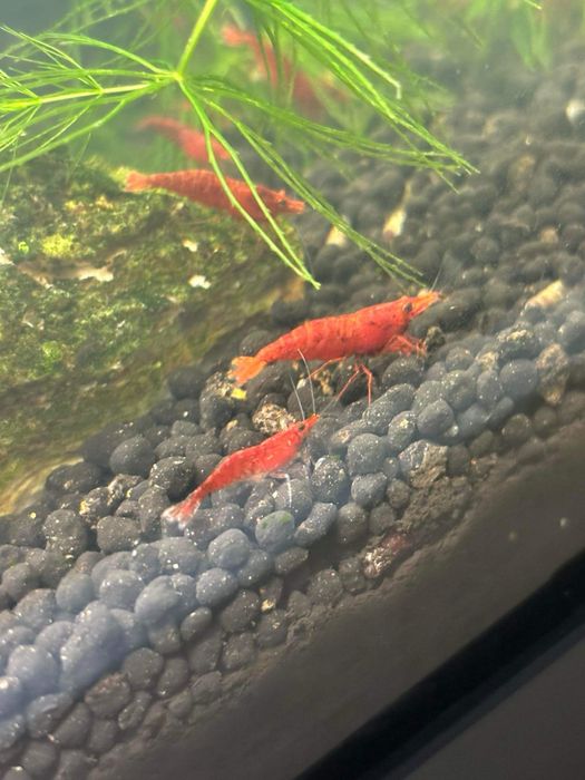 Camarões Neocaridinas - Envio