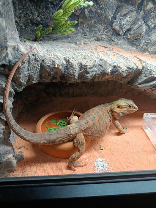 Agama brodata ,samiec