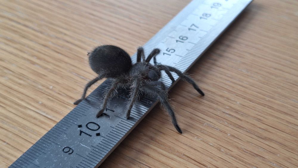 Grammostola Pulchra L6