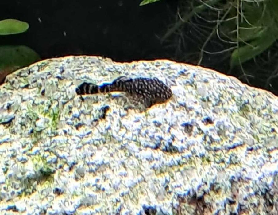 Zbrojnik Pospolity, Glonojad, Ancistrus