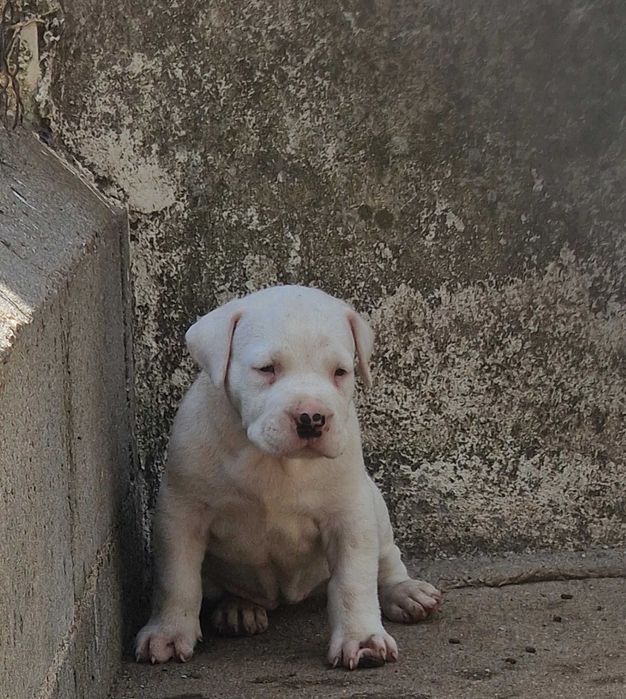Dogos Argentinos - Canil Of Greatwarriors