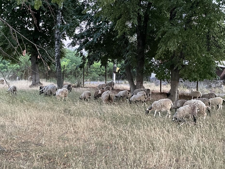 Продам молодих баранів