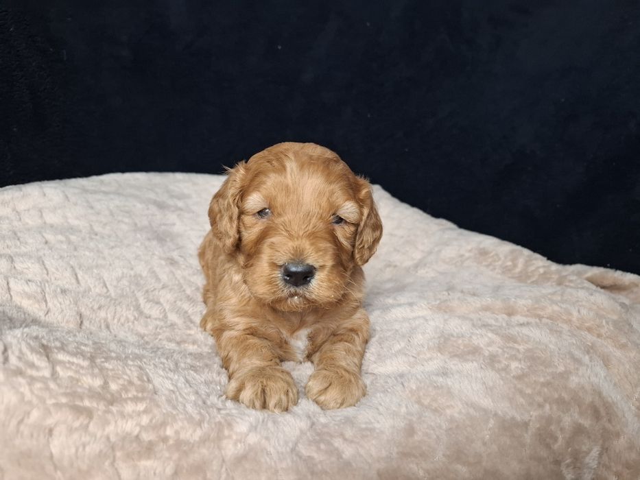 cocapoo mama cocker spaniel