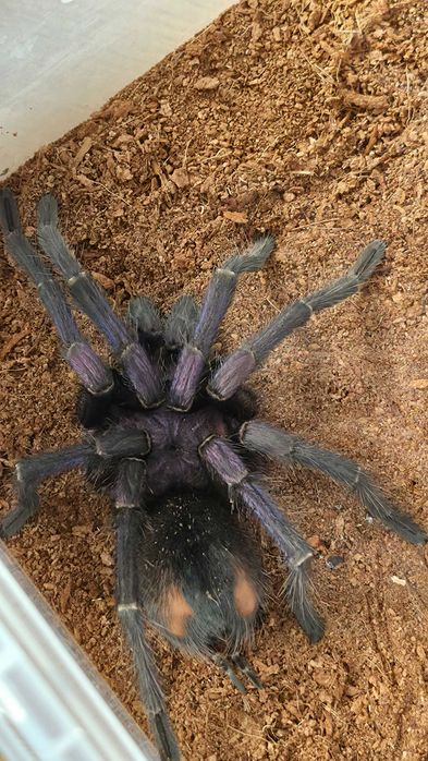 Phormictopus sp. Dominican purple. Dorosły samiec