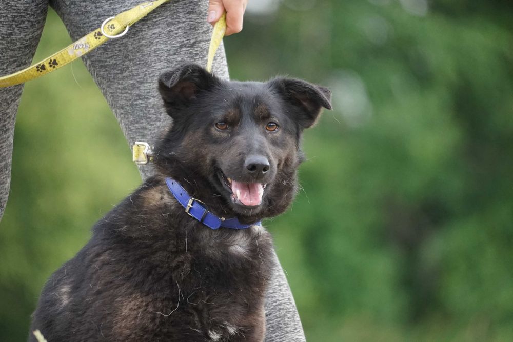 Tasza - przepiękna sunia w typie mini labrador