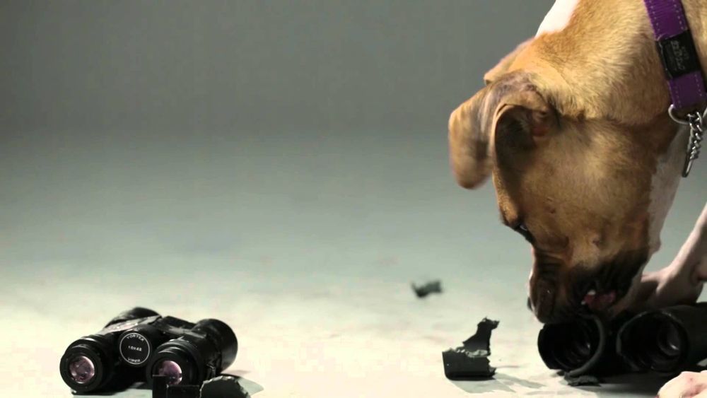 Lornetka Vortex Raptor 10x32 (R310)