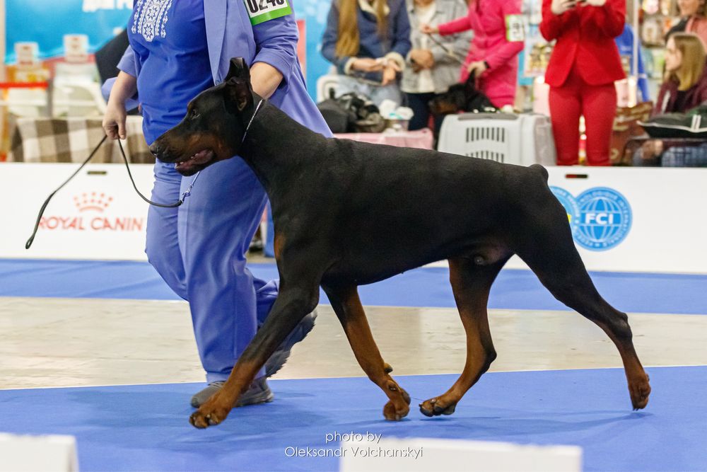 Вязка Доберман КСУ FCI