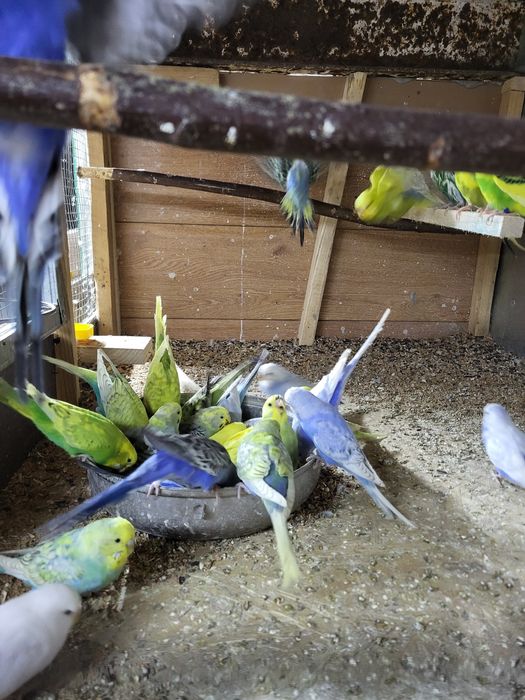 Papugi faliste I nimfy