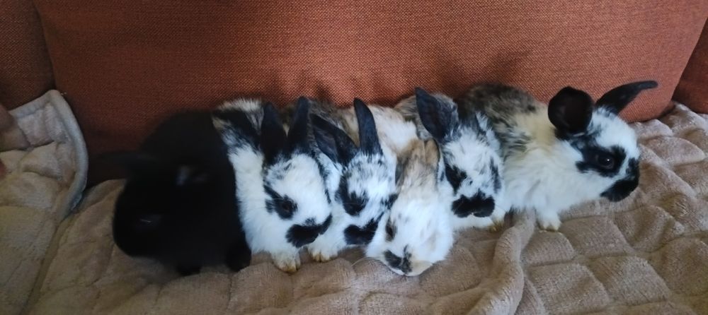 Królik miniaturka baranek