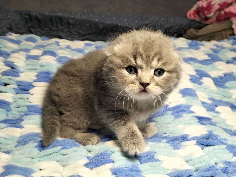 Вислоухий котенок