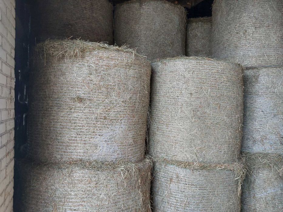 Siano bele 130cm