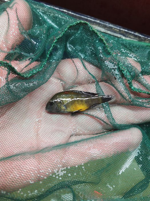 Tropheus Bęba ....