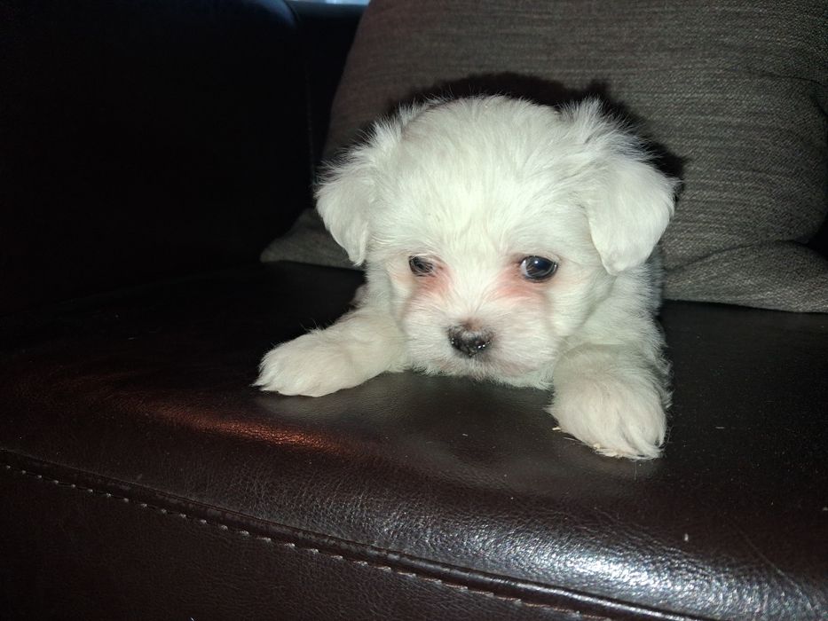 Bichon maltês macho