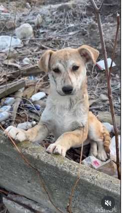Милый и добрый щенок! Возьмите!