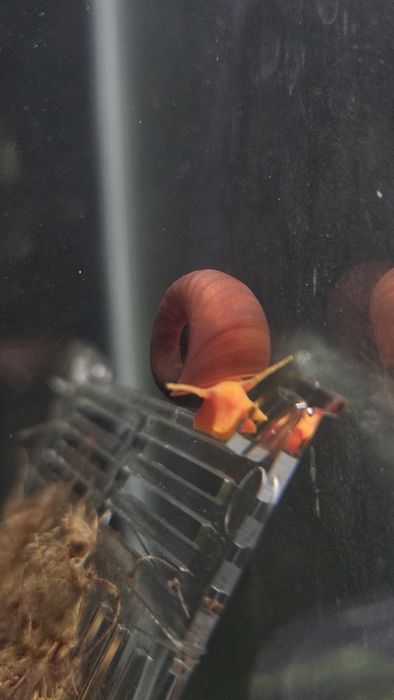 Caracois Planorbis Corneus (Laranja)