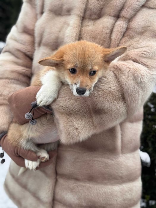 Пухнасті цуцики Коргі Пемброк