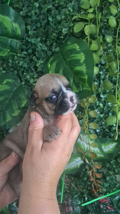 Bulldog francês  fawn