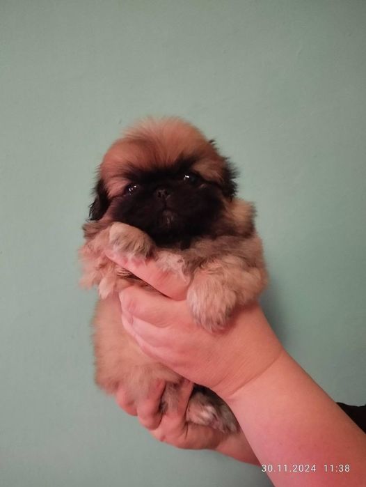 Продам королевских мини пекинесов!