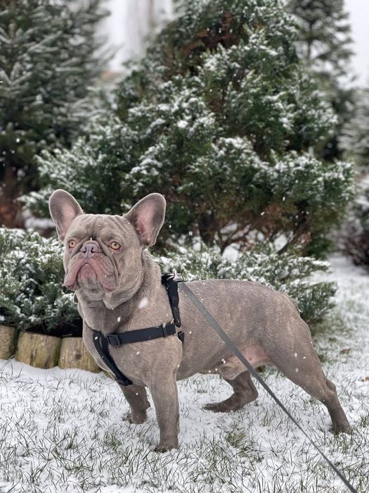 Вязка французский бульдог