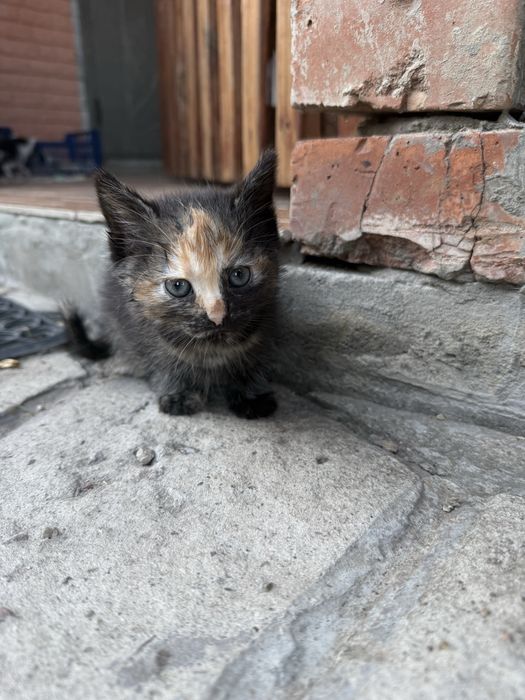 Кошенят в добрі руки.