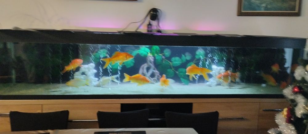 Akwarium lub same ryby na sprzedaż