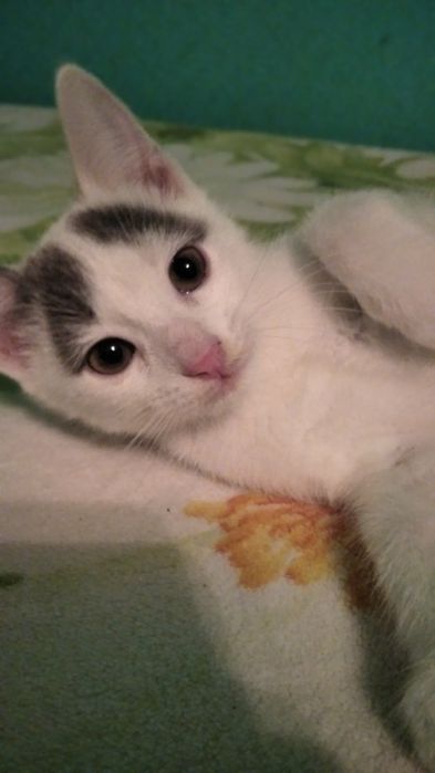 Віддам кошенят в хороші руки