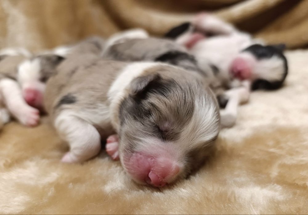 Suczka po Championie ZKwP border collie szczenię focze merle