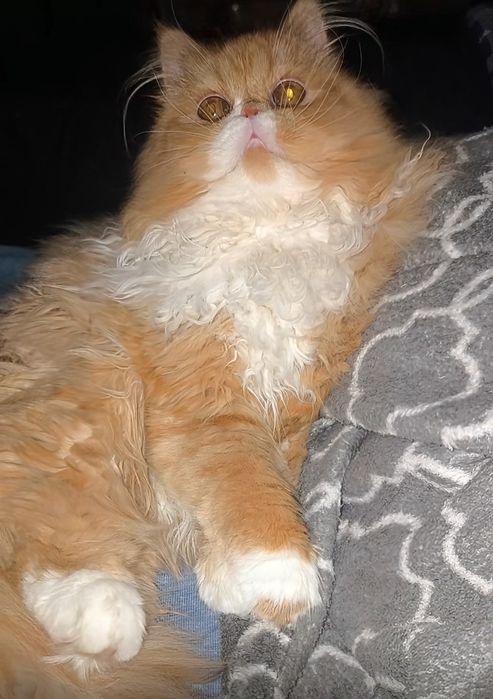 Персидская девочка