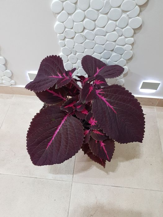 Koleus Blumego (Plectranthus scutellarioides)