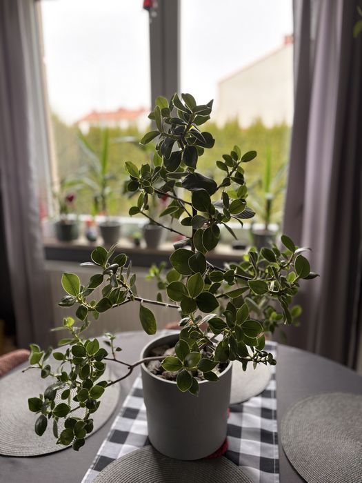 Kwiat doniczkowy clusia rosea klusia 2