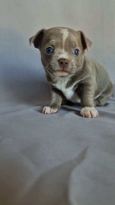 Liliowy chłopczyk chihuahua z rodowodem