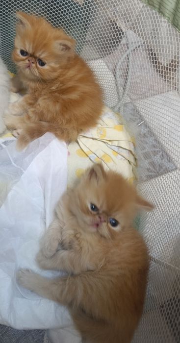 Персидские котята
