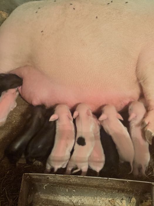 Продам вьетнамских поросят