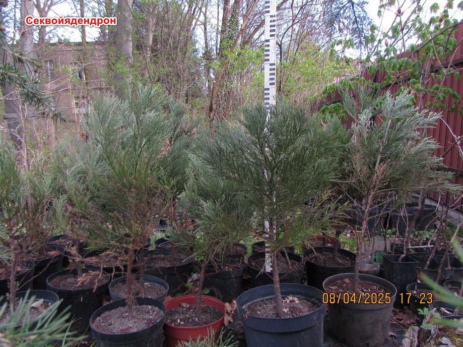 Секвойядендрон гігантський саджанці.Насіння. Sequoiadendron giganteum.