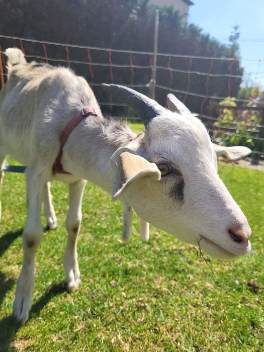 Koziołki i kózki na sprzedaż
