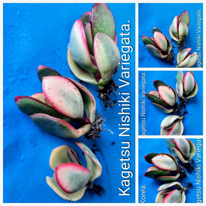 Редкие крассулы, толстянки, денежные деревья.