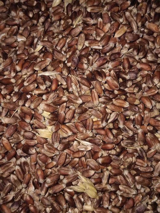 Продам пшеницю врожаю 2025року.