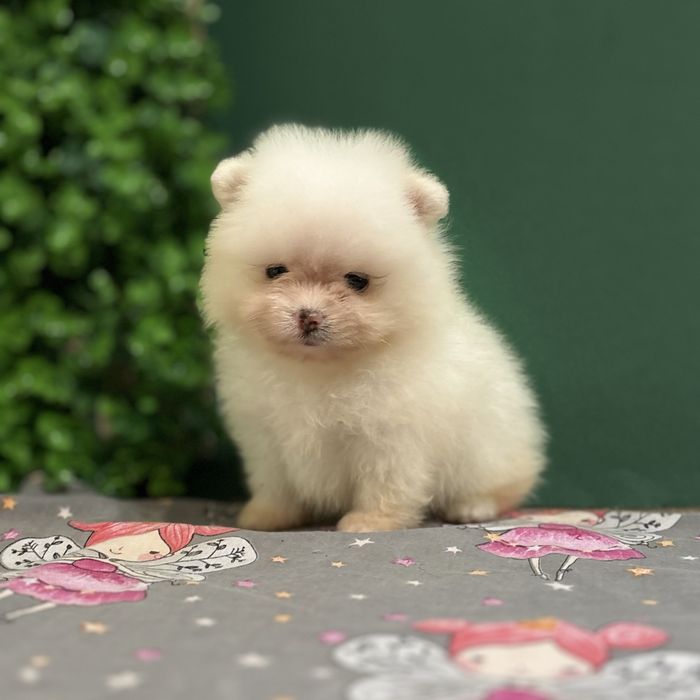 шикарний Хлопчик Міні