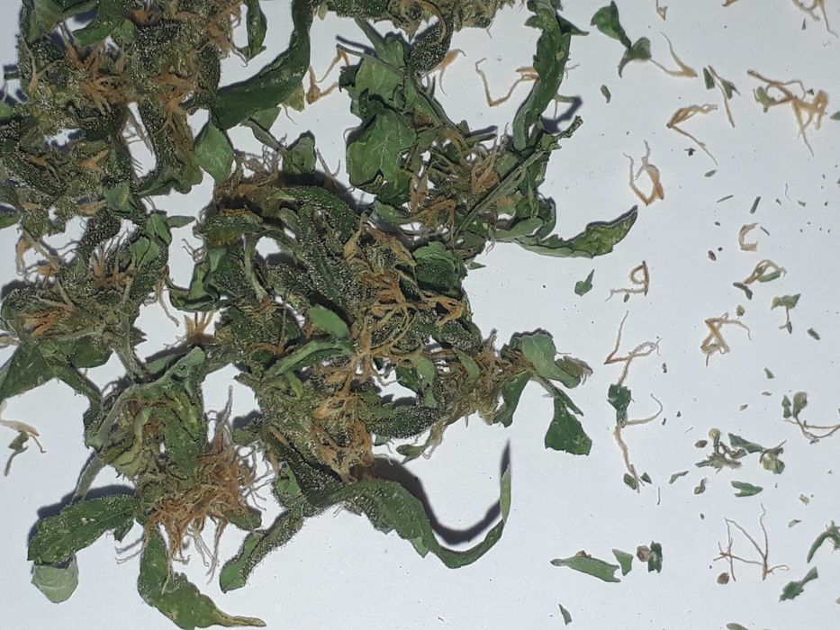 Susz Konopny Lilac Diesel 15g Marihuana CBC THC CBL CBN Susz Roślinny