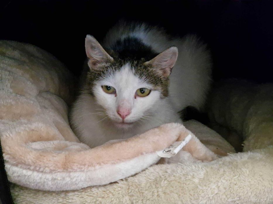 Dzielna kocia mama -Tina. Kto się nią zaopiekuje?