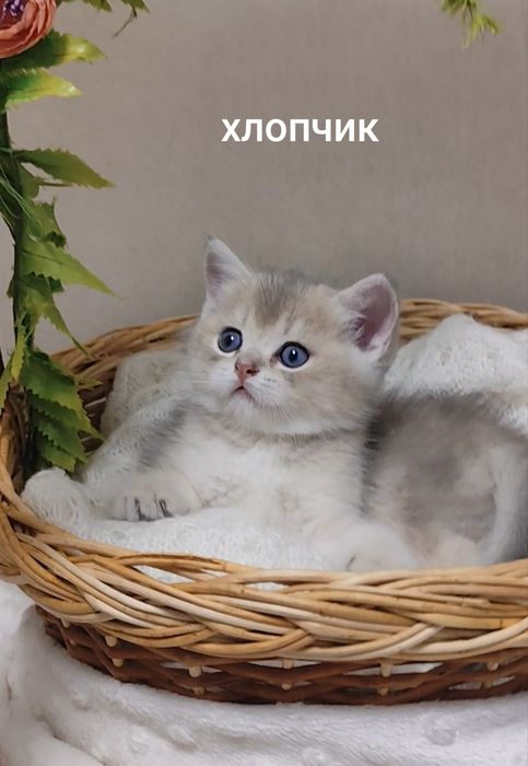 Шикарні кошенята шотландська золота шиншила прямовухий хлопчик